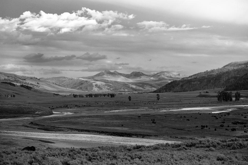 DSC 0711 sw neuNF-F
Bisonherde, Lamar Valley (The Lonely Bull)