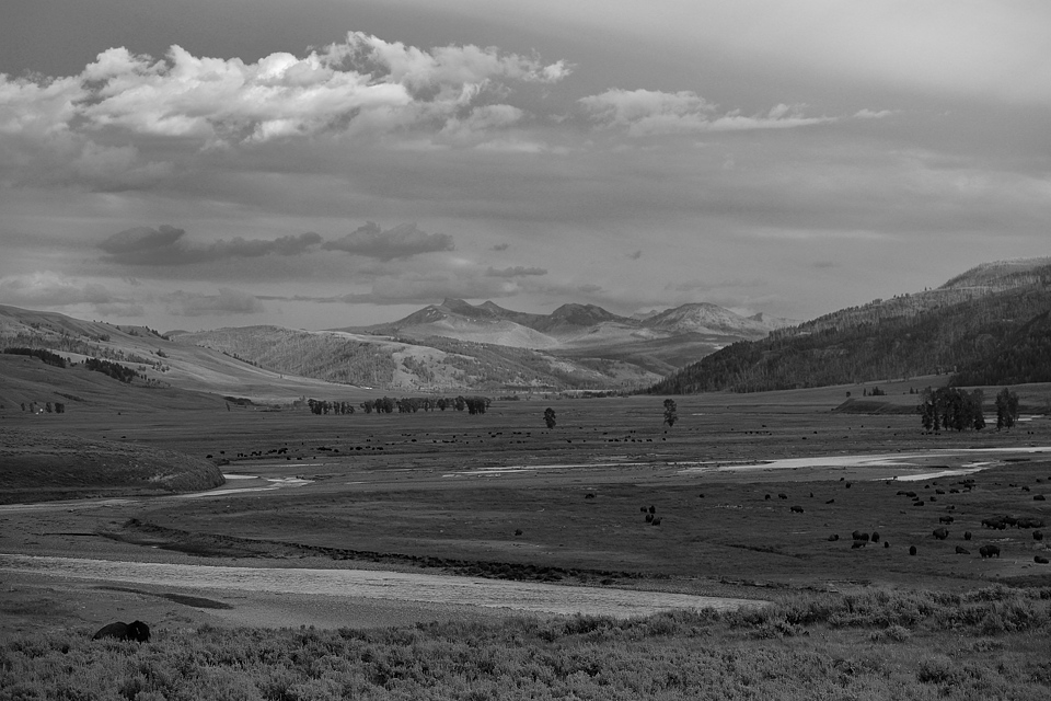 DSC 0711 sw NF-F
Bisonherde, Lamar Valley (The Lonely Bull)