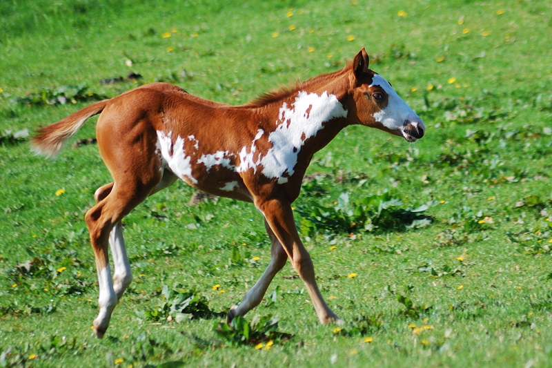 DSC 0720 bearbeitet
