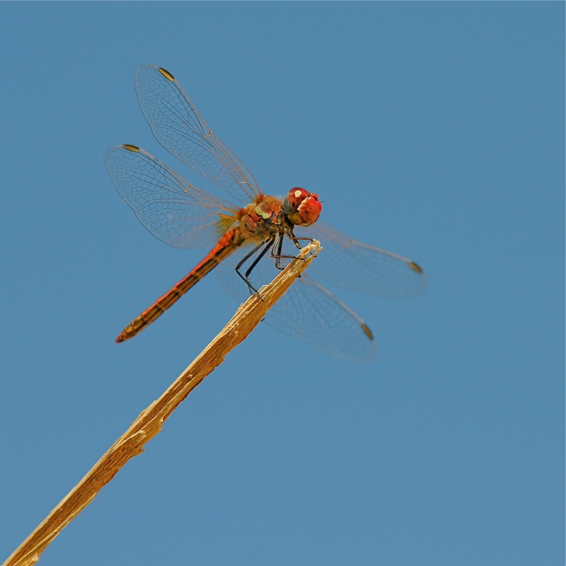 DSC 0720