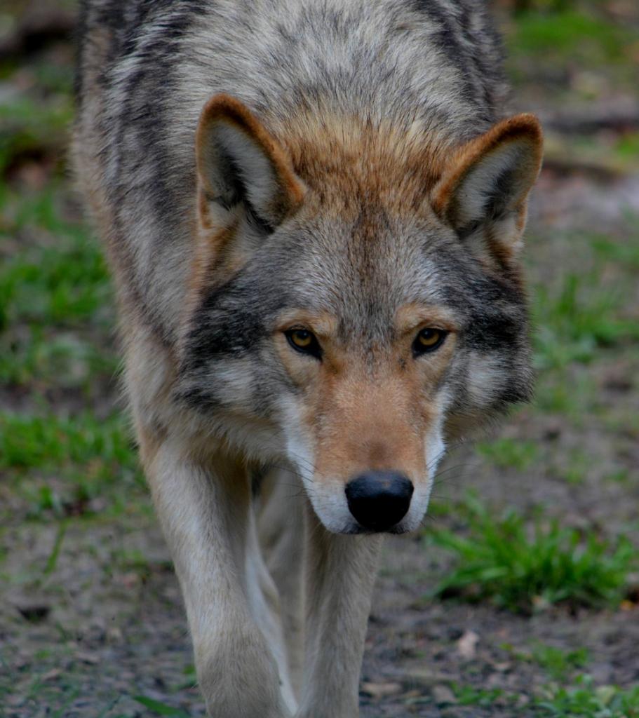 DSC 0784Wolfsaugen v