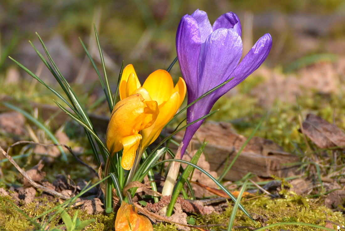 DSC 0795 Krokus