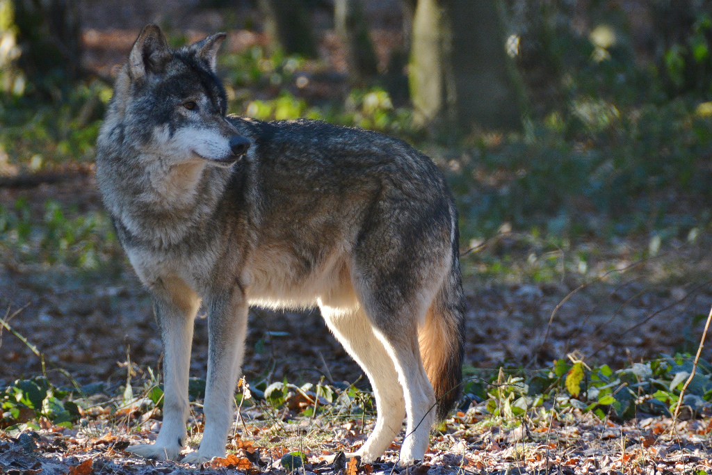 DSC 0804