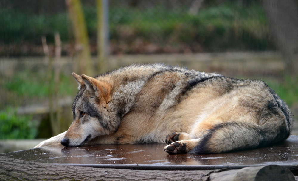 DSC 0804Aufmerksam v

Ein Wolf im Tierpark, ein Königreich für einen längere Brennweite.