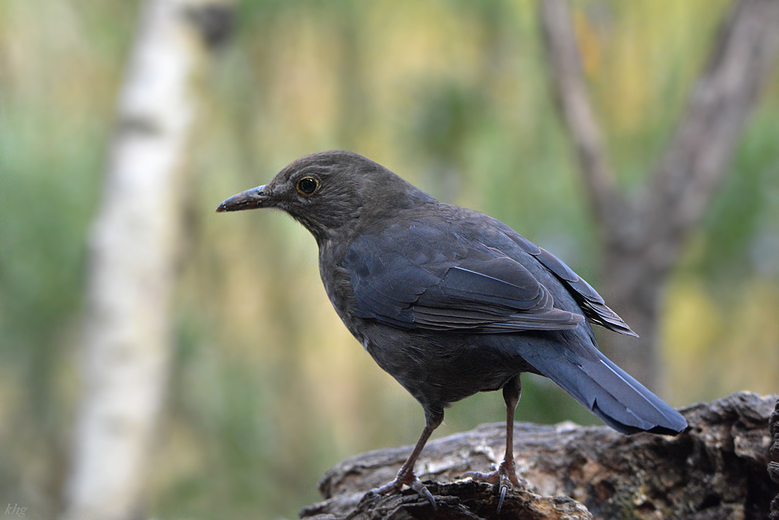 DSC 0806 Amsel