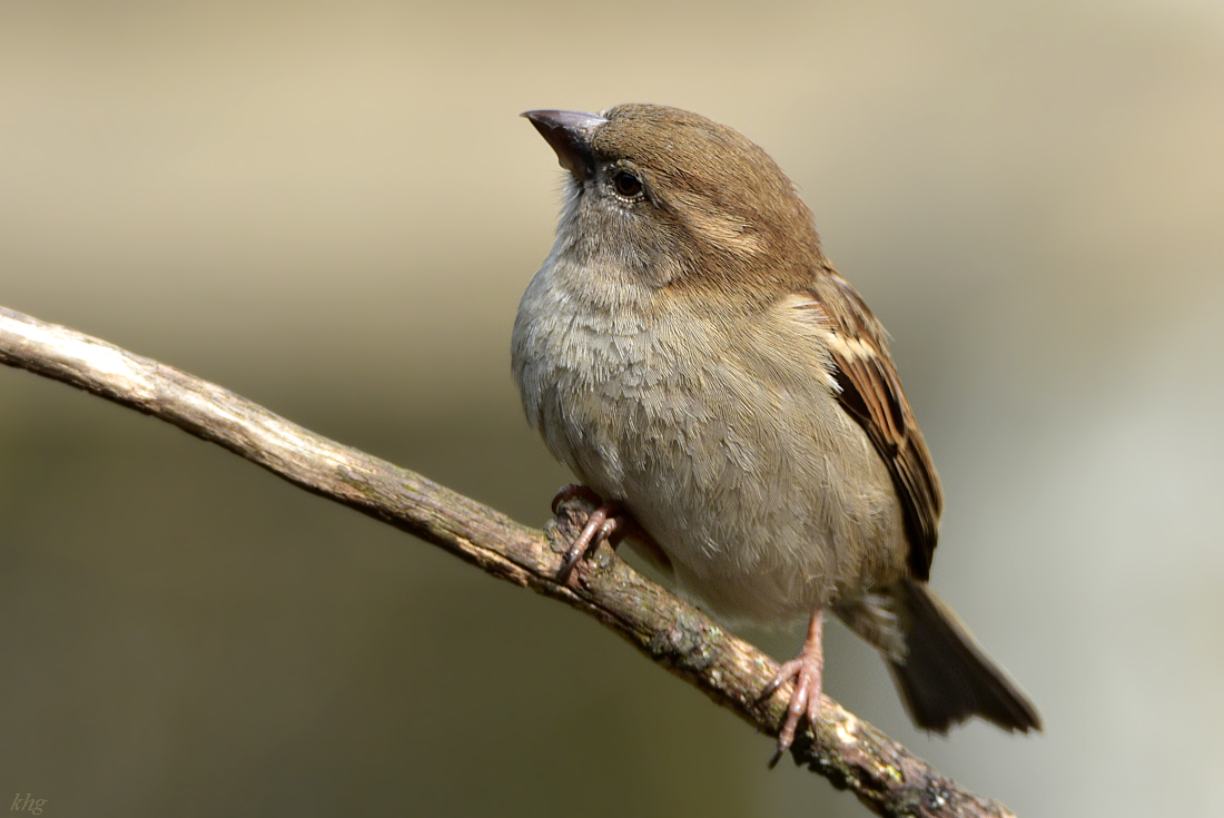 DSC 0831 Spatz
