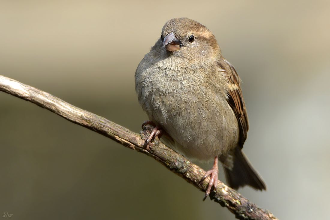 DSC 0832 Spatz