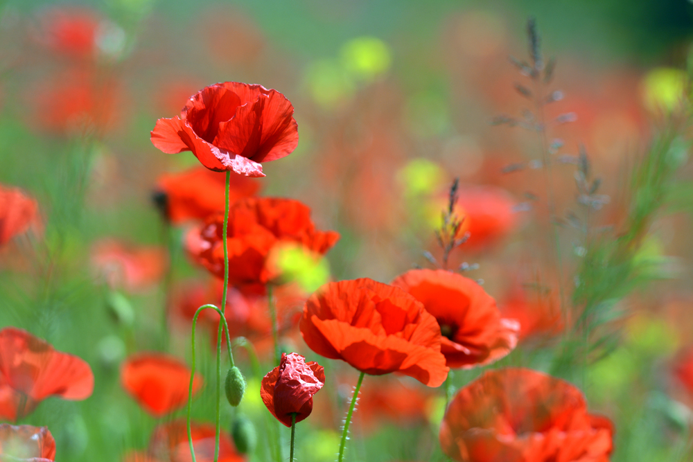 DSC 0840 Mohn TW 1000