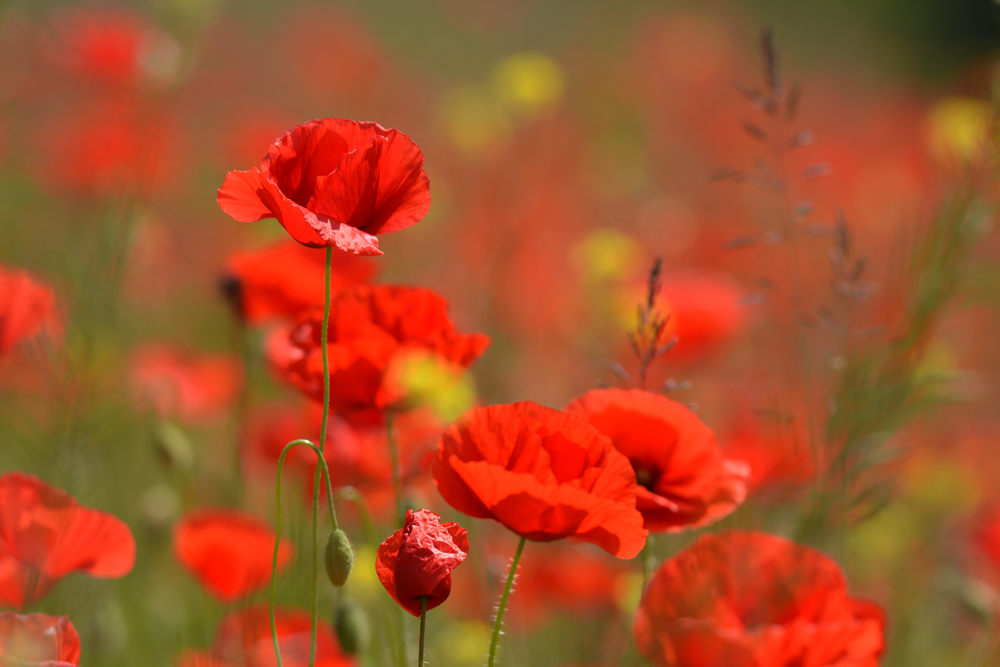 DSC 0840 Mohn TW hand 1000