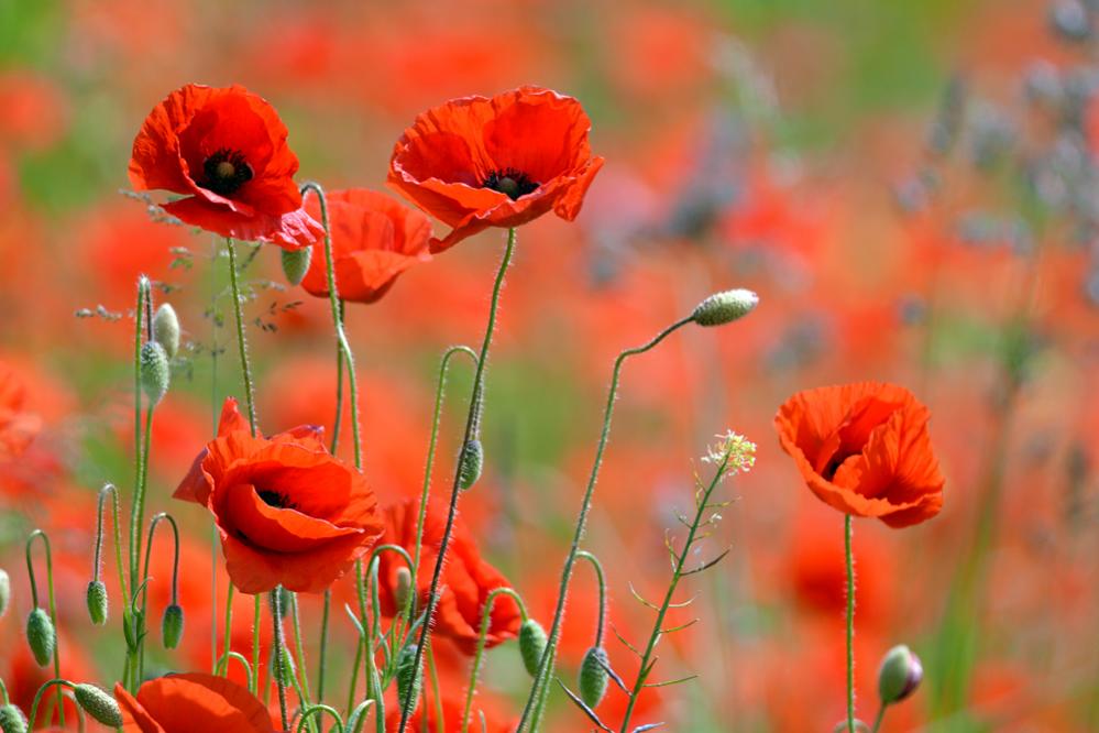 DSC 0844 Mohn 1000