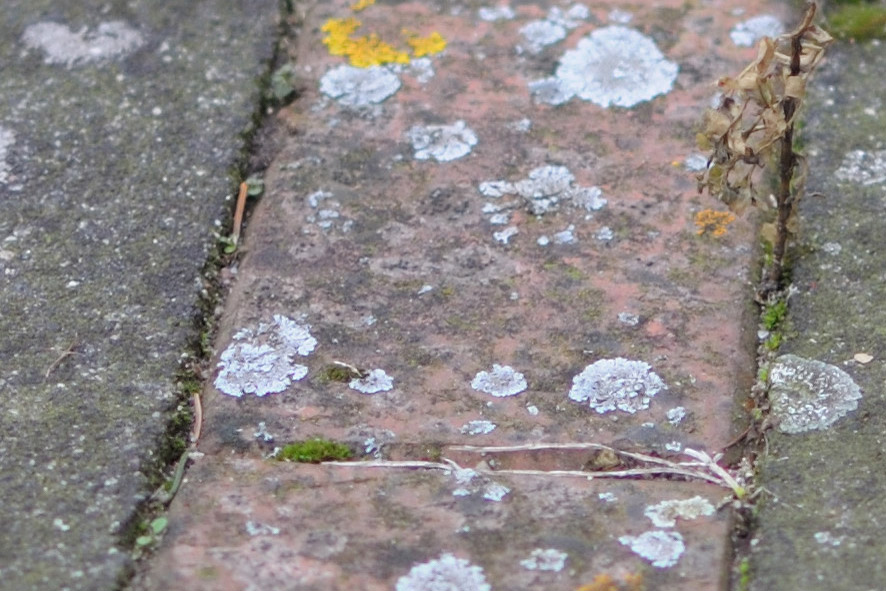 DSC 0848 crop