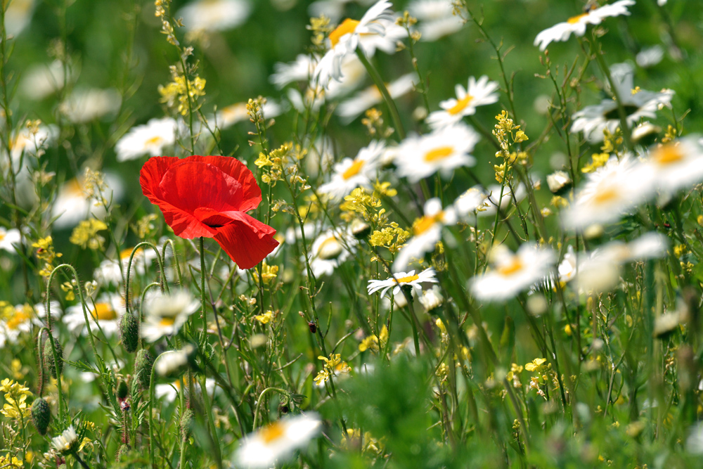 DSC 0857 Mohn 1000