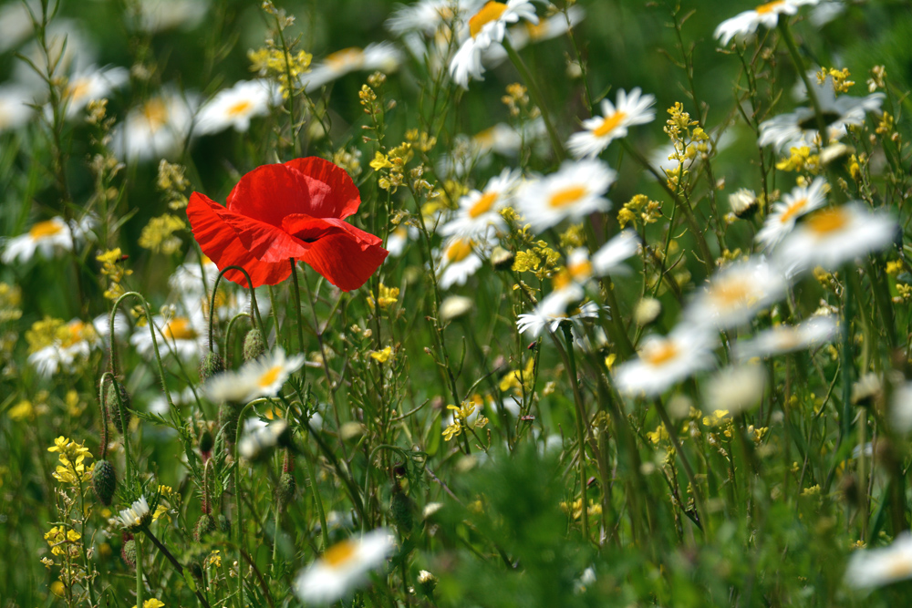 DSC 0869 Mohn 1000