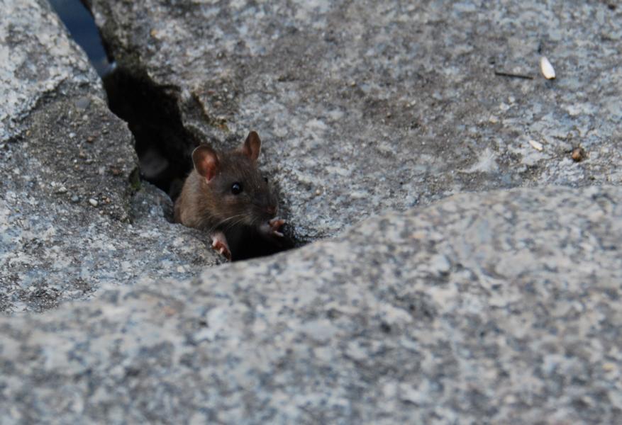 DSC 0873 crop