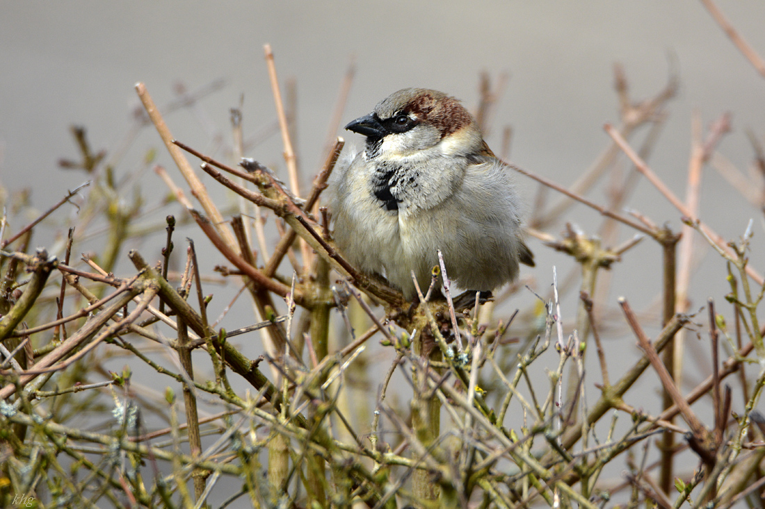 DSC 0874 Spatz