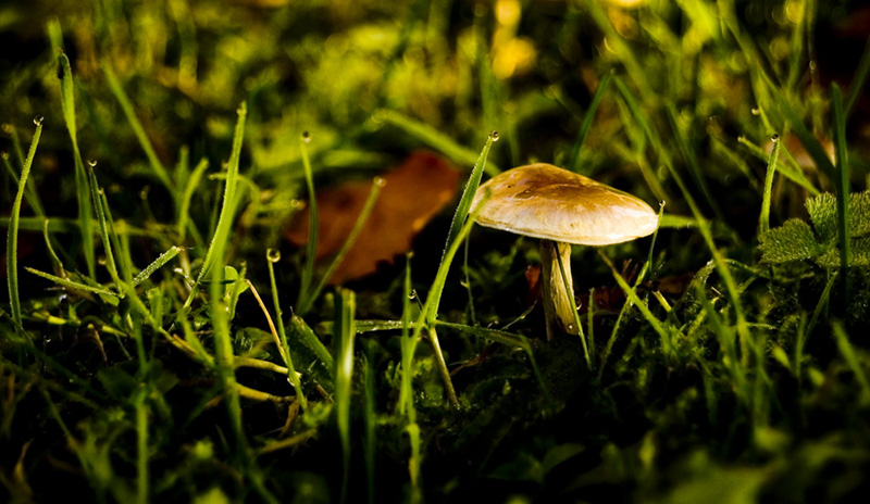 DSC 08741910094 223