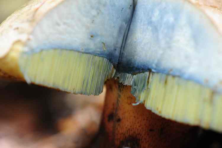 DSC 0894 PF