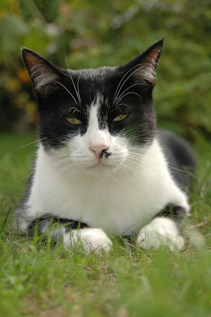 DSC 0944 
Stinki, Besucherkater von gegenüber