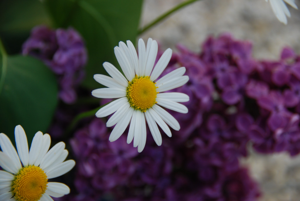 DSC 0949080615700008