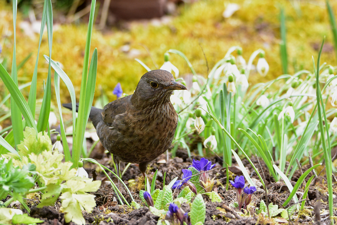 DSC 0952 Amsel