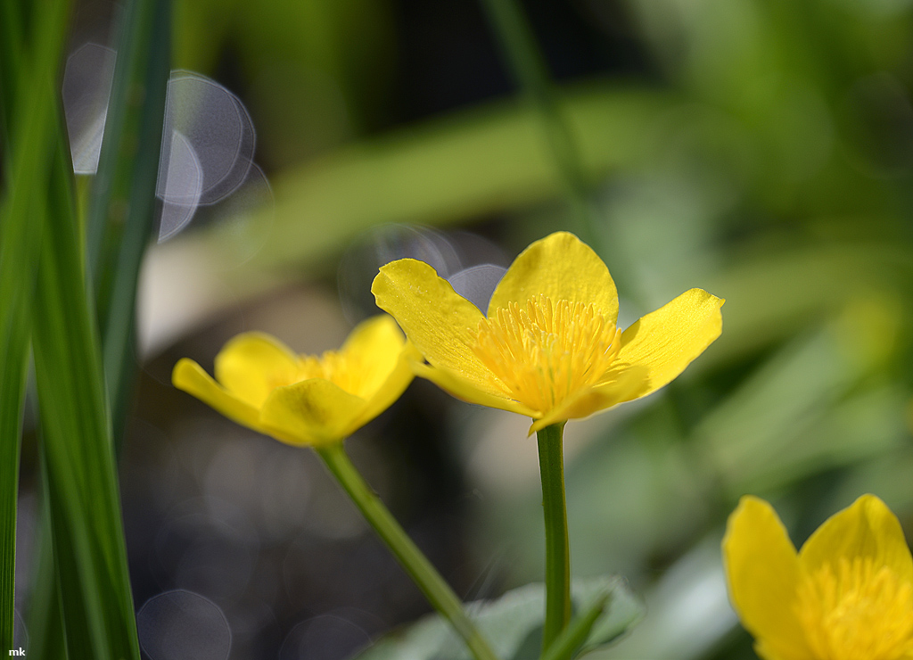 DSC 0961k