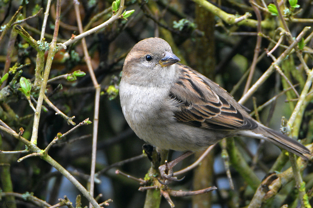 DSC 0962 Spatz