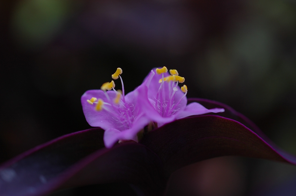 DSC 0981 mic40 k

Kamera-Modell: NIKON D40
Brennweite: 40.0mm (KB-Format entsprechend: 60mm)
Blende: f/3.3
Belichtungszeit: 0.0040s (1/250)
ISO: 200