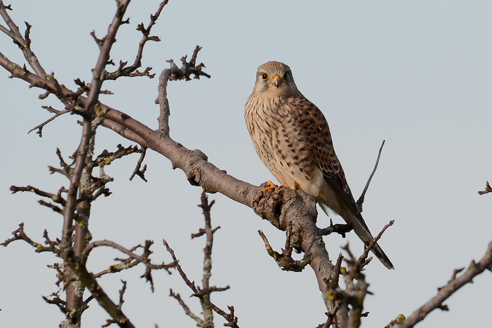 DSC 0987 Turmfalke Rotensol 1000