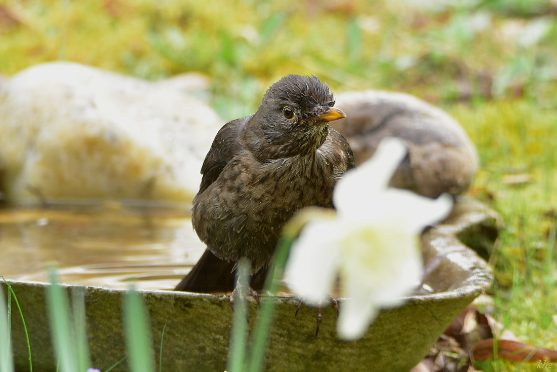 DSC 1004 Amsel