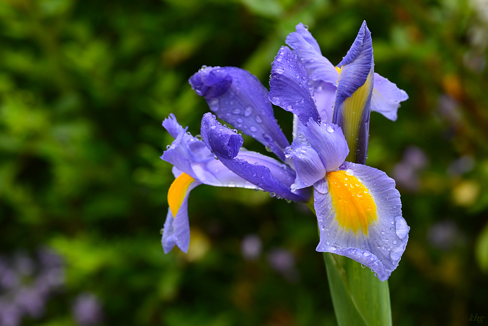 DSC 1029 Iris