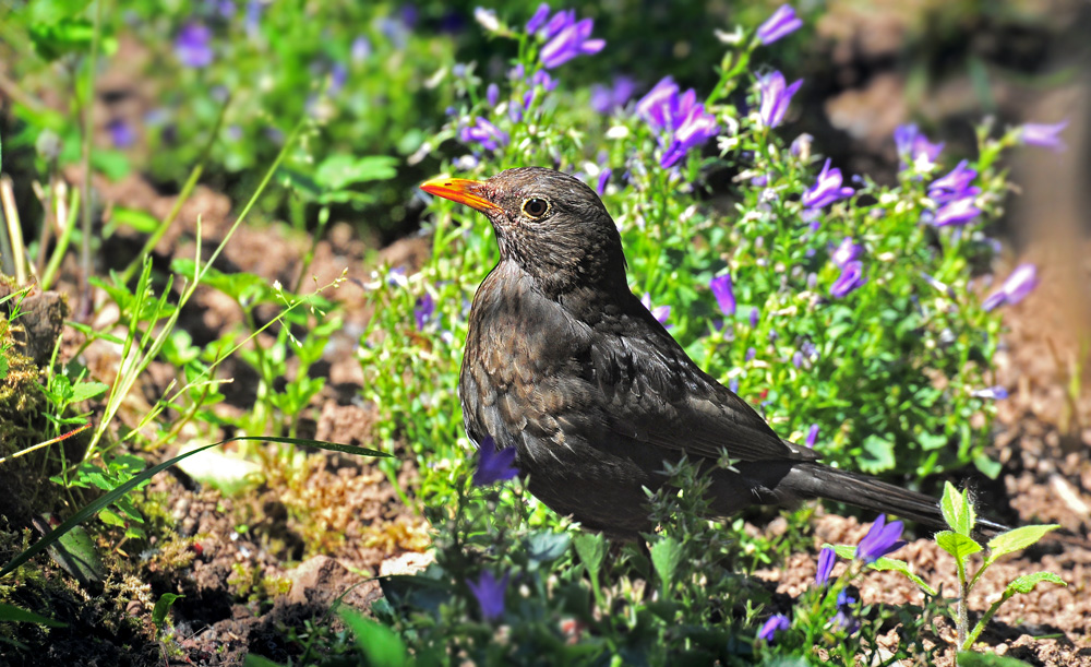 DSC 1036 Amsel Gartenblumen 1000