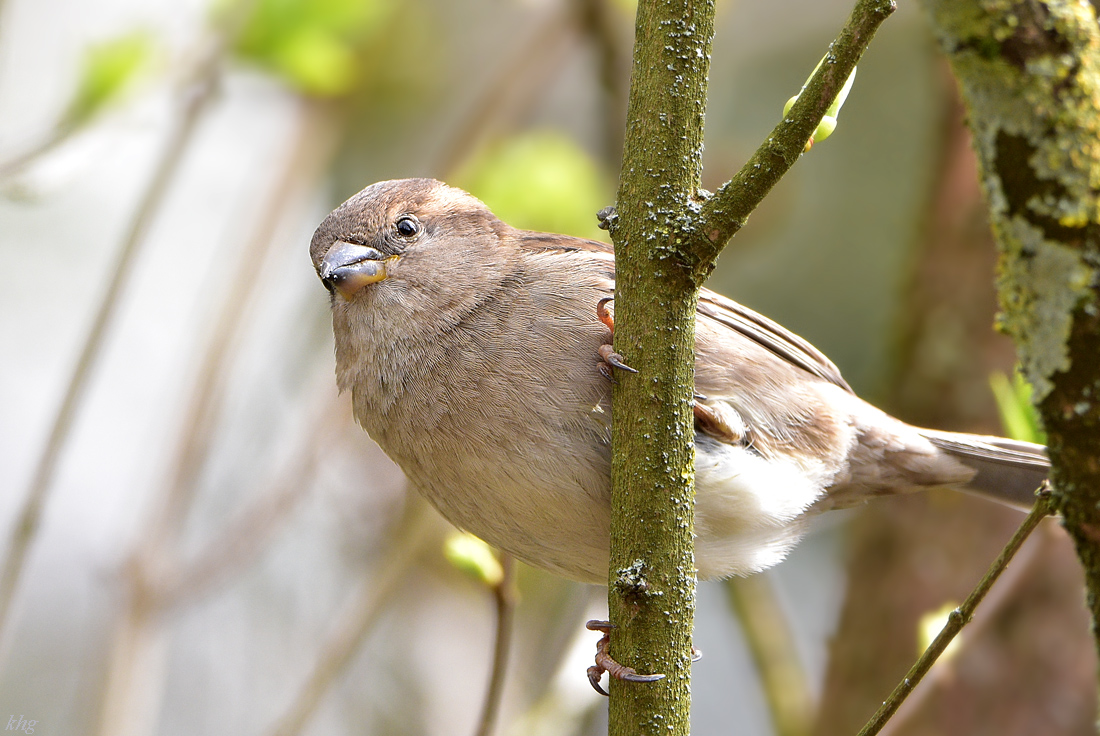 DSC 1039 Spatz