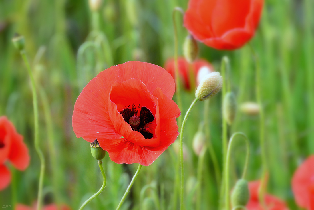 DSC 1094 Mohn
