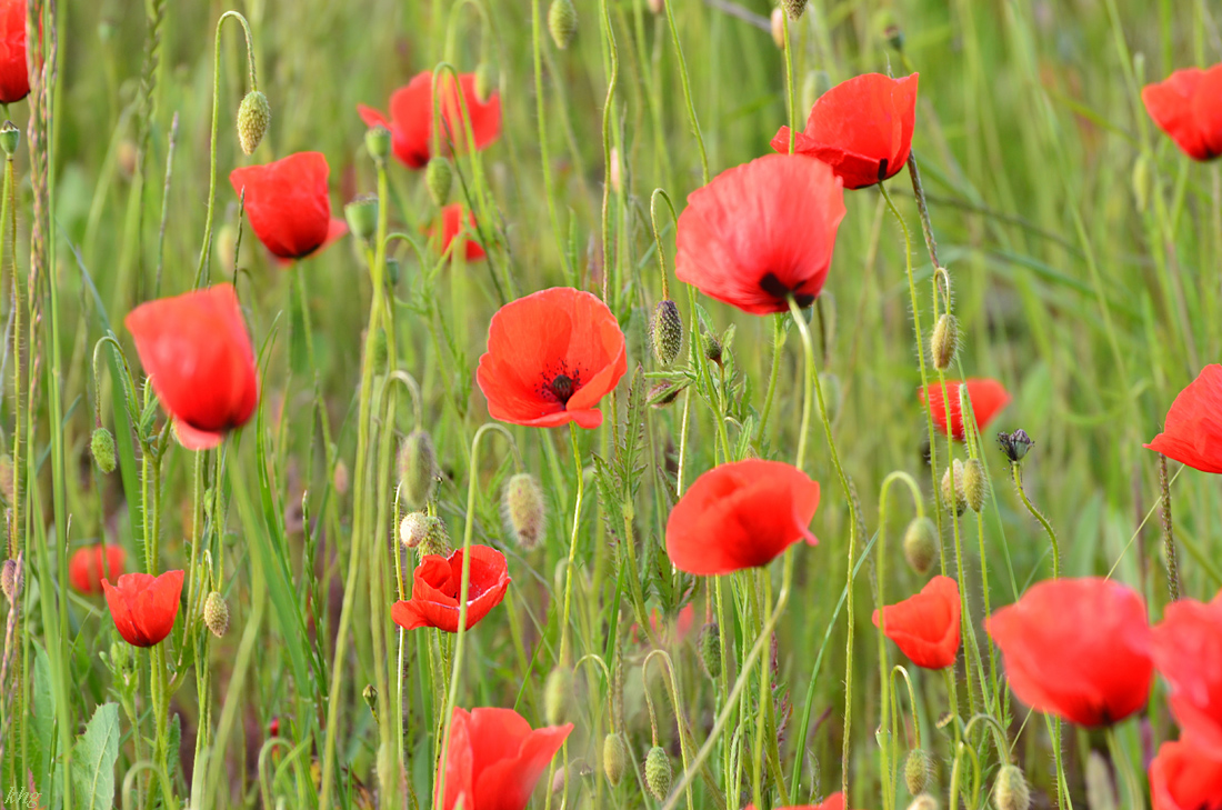 DSC 1097 Mohn