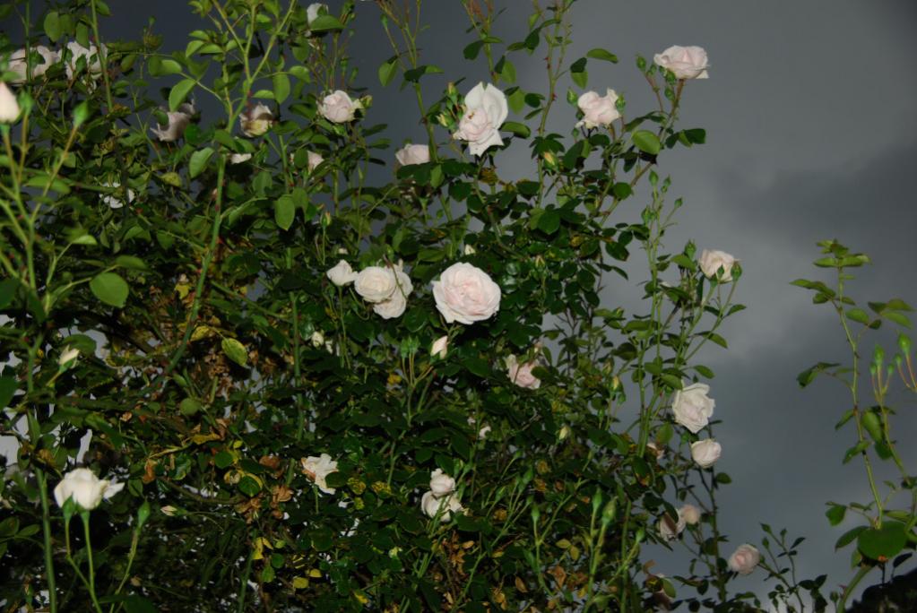 DSC 1097094415740012