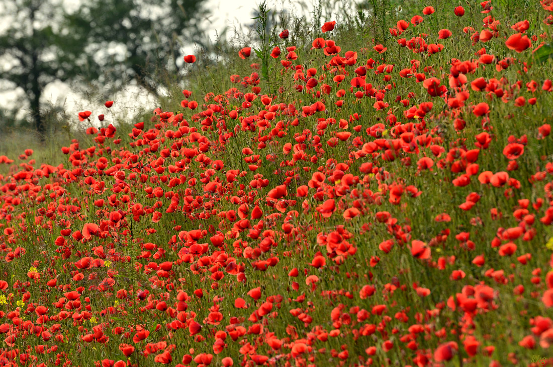 DSC 1114 Mohn