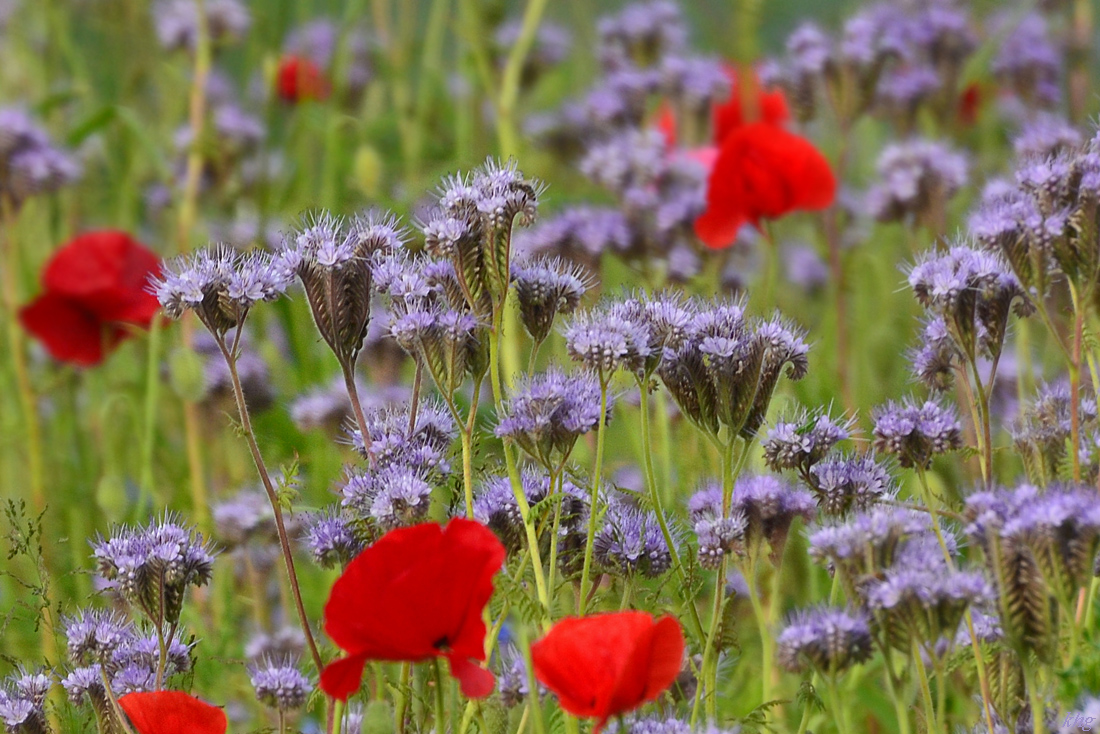 DSC 1131 Wiese