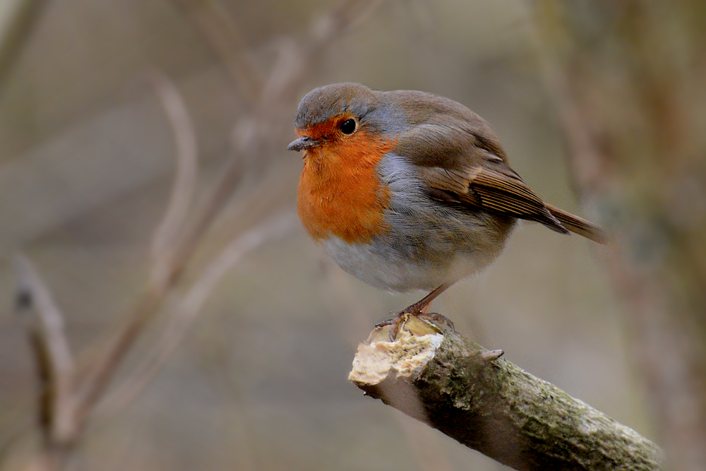 DSC 1143 Rotkehlchen Ranntal 1000 schnitt