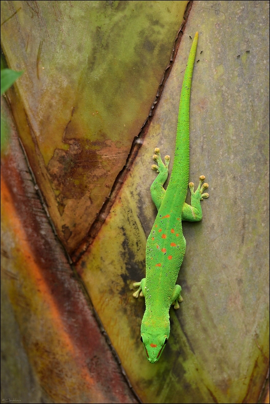 DSC 11490   Zoo Zürich Gecko