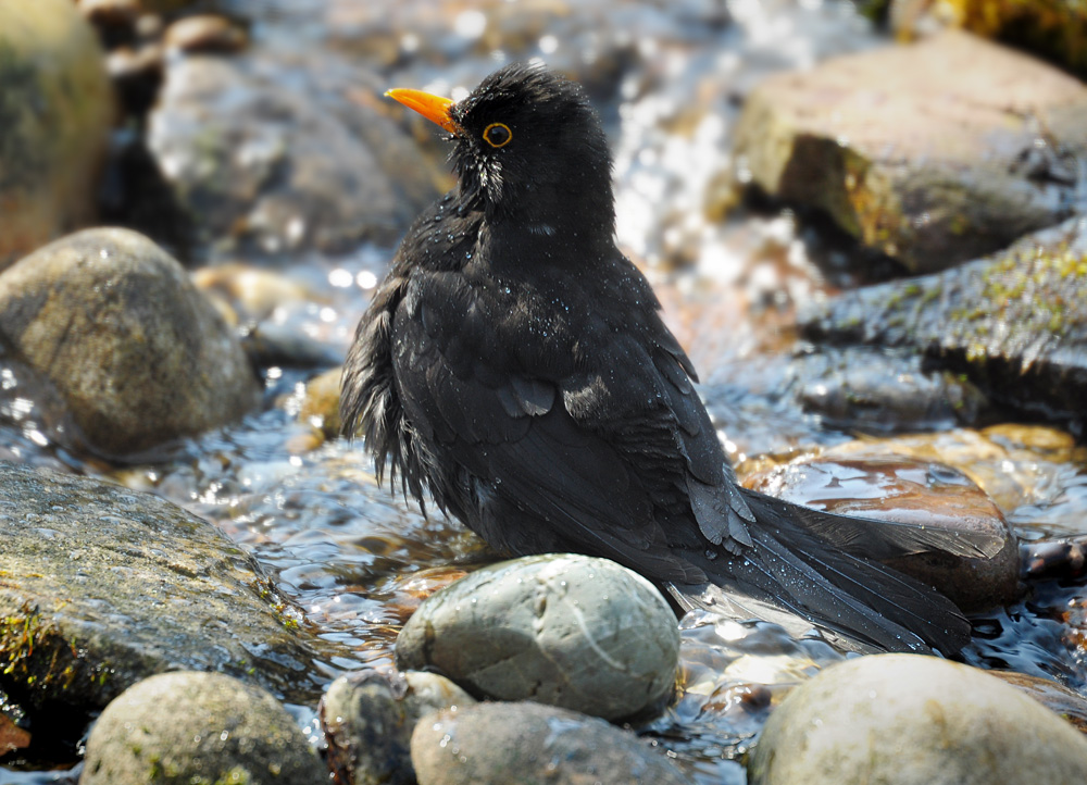 DSC 1170 Amsel badet 1000