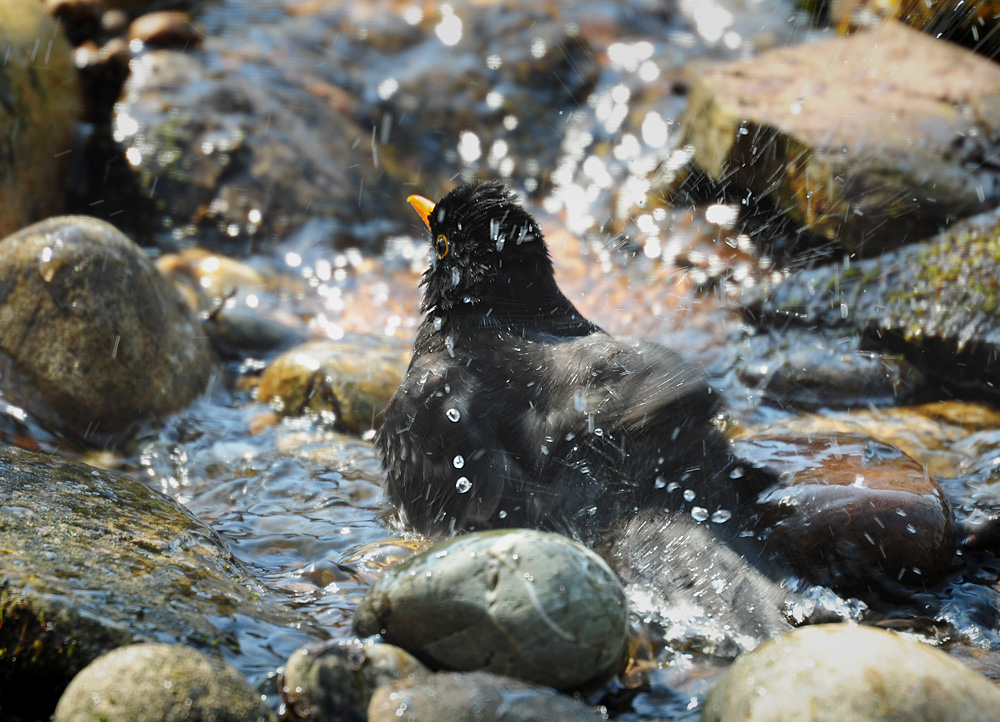 DSC 1172 Amsel badet 1000