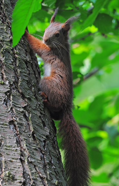 DSC 1189 Eichhörnchen 1000