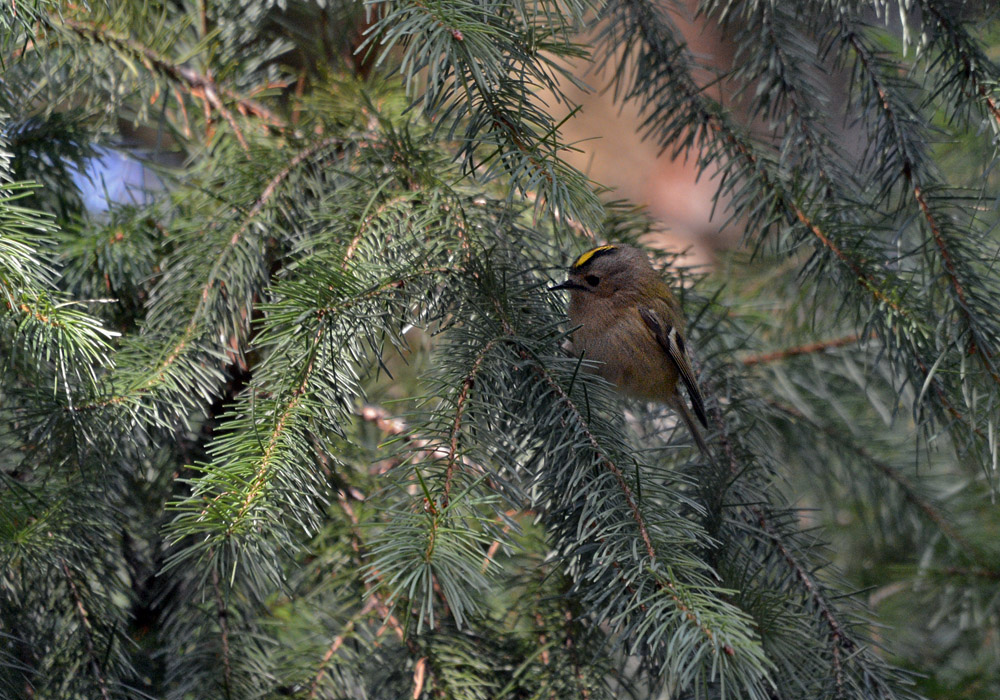 DSC 1212 Goldhähnchen 1000 2