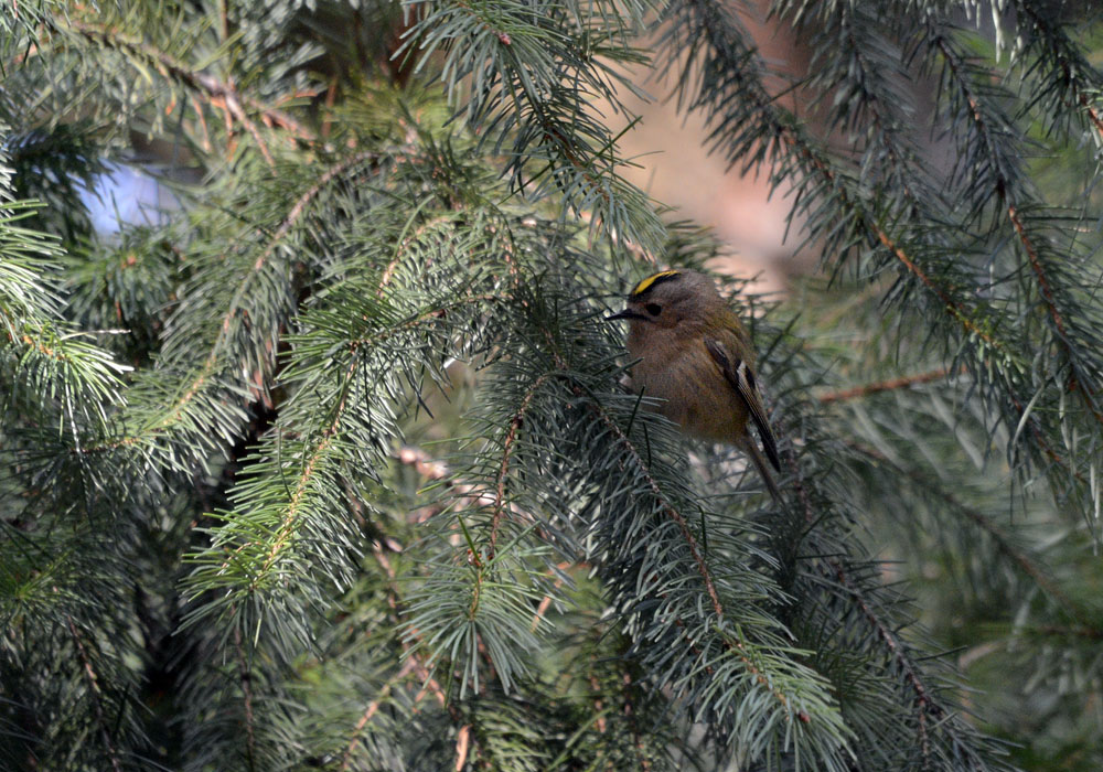 DSC 1212 Goldhähnchen 1000