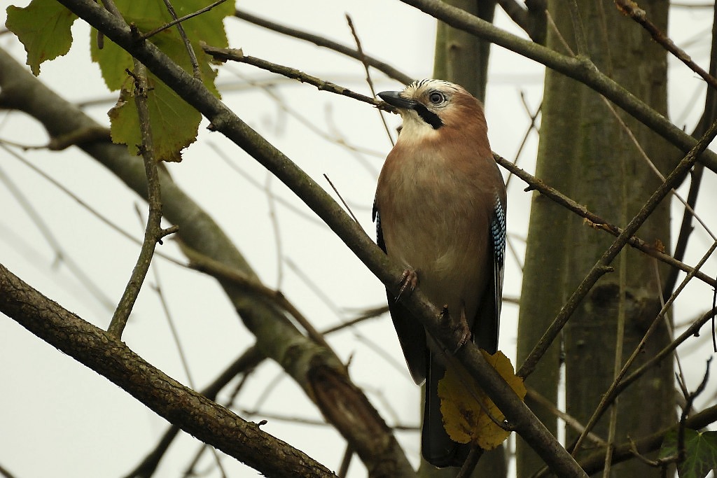 DSC 1226 01
