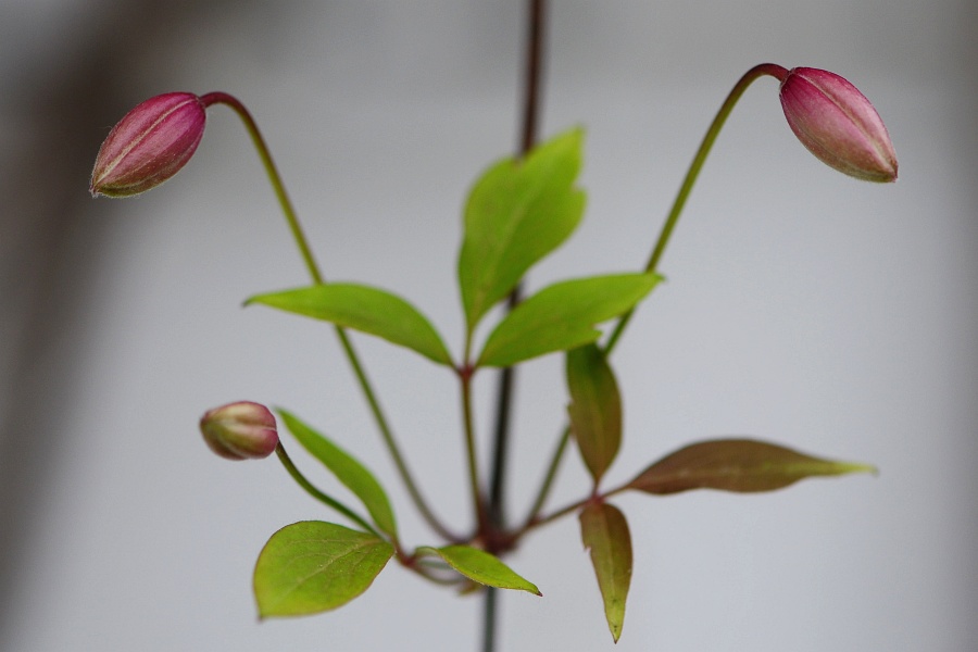 DSC 1230 Clematis