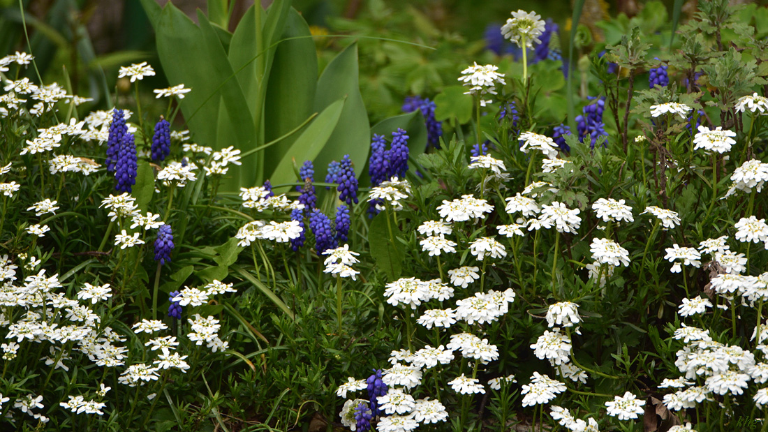 DSC 1232 Plümchen