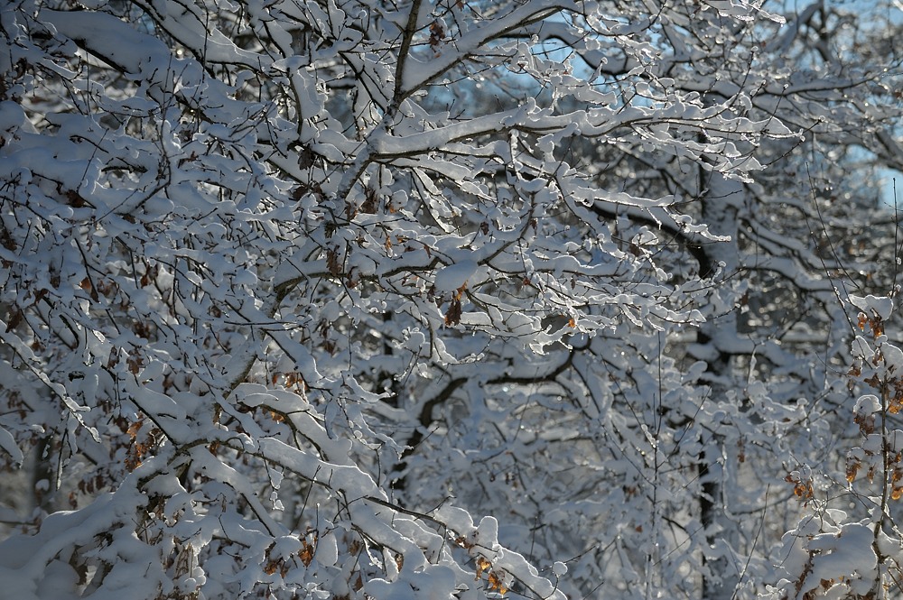 DSC 1239a