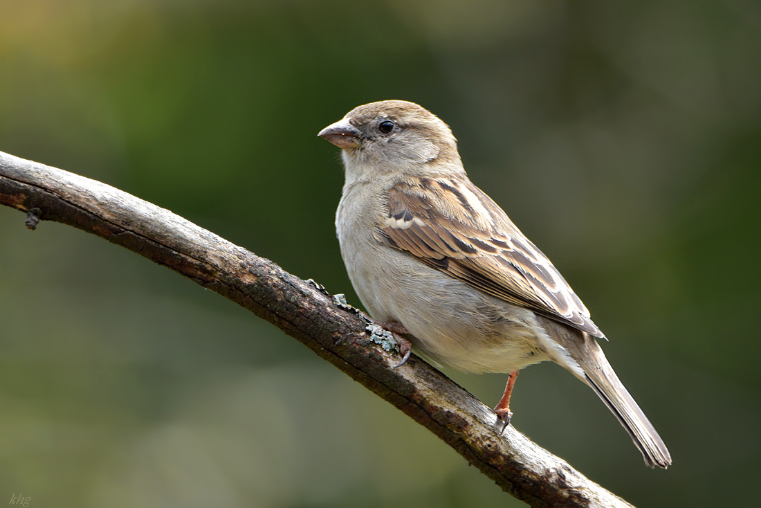 DSC 1241 Spatz