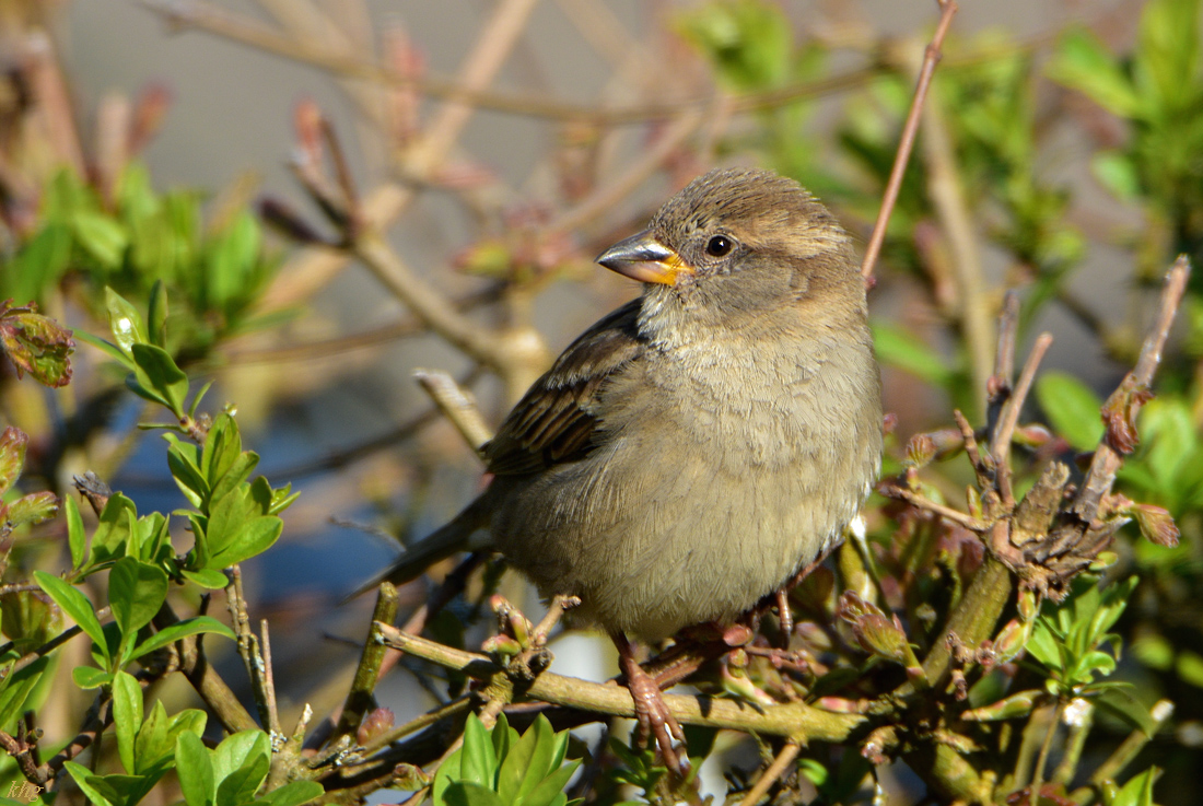 DSC 1250 Spatz